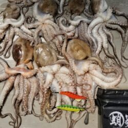 タコ釣り！