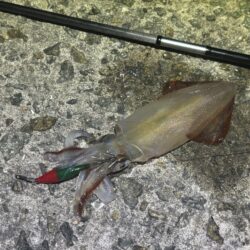 ショアケンサキイカ釣り｜終始釣れ続けて爆釣！