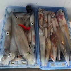 鳥取シロイカ釣り｜渋くて厳しかったけどサイズ良く満足！