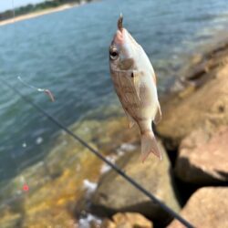 姫路でマダコ撃沈後キス釣り