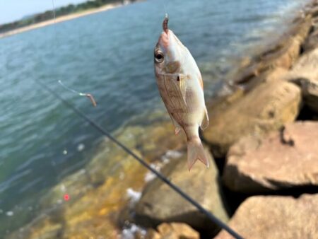 姫路でマダコ撃沈後キス釣り