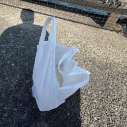 清掃活動：アジ不調。イワシ多め