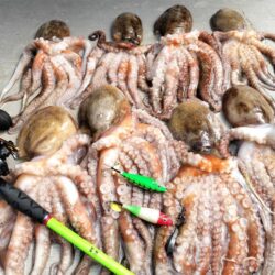 タコ釣り！