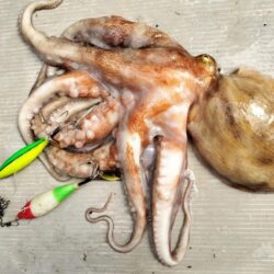 タコ釣り！