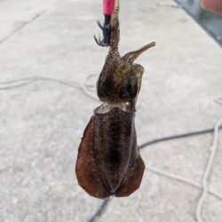 久々の投稿