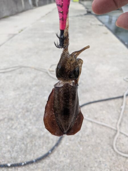 久々の投稿