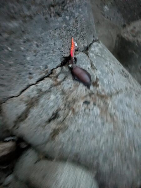 アオリイカ