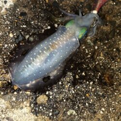 新子探し
