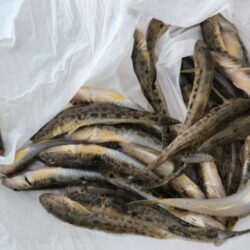 ハゼ釣りはアイゴに注意
