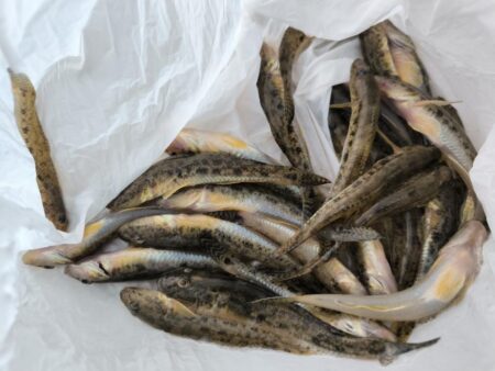 ハゼ釣りはアイゴに注意