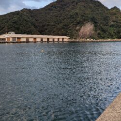 アジ釣り