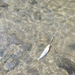 増水あり期待したが