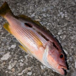 爆風での釣行