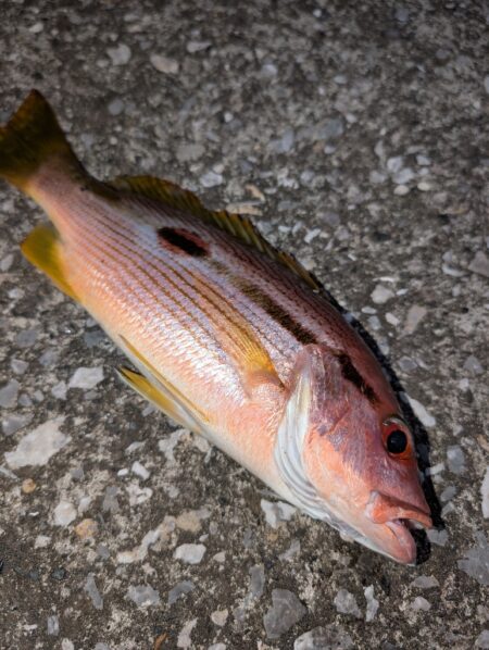 爆風での釣行