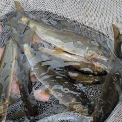 鮎釣り納め
