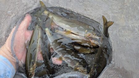 鮎釣り納め