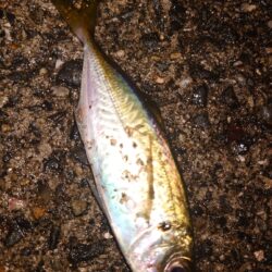 電気ウキ釣り 19