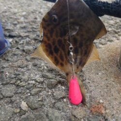 ミャク釣り