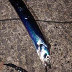 引き釣り 3