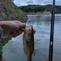 シルバーウィーク朝活短時間釣行