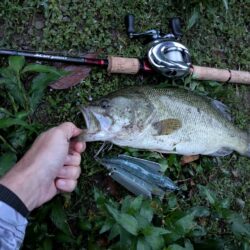 羽物で朝のちょい釣り