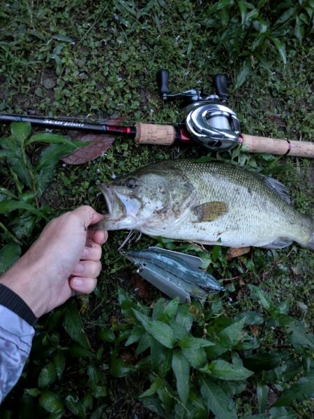羽物で朝のちょい釣り
