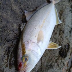 狙いの魚が今年初