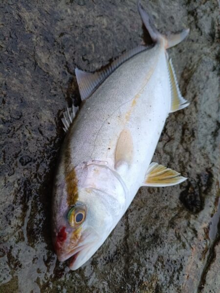 狙いの魚が今年初