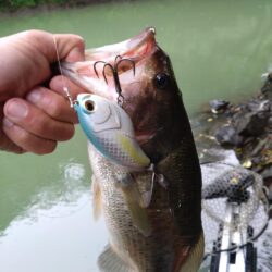 トップとダイビングミノーで2匹