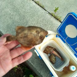カワハギ開幕