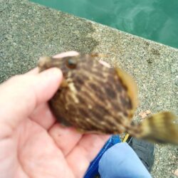 カワハギ釣り