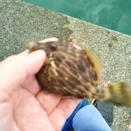 カワハギ釣り
