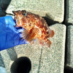 ガシラ穴釣り