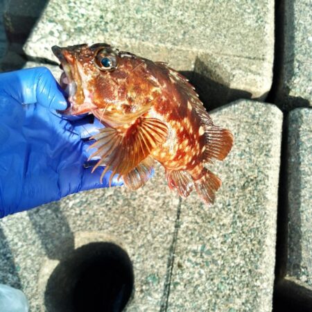 ガシラ穴釣り