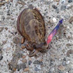 コウイカ新子
