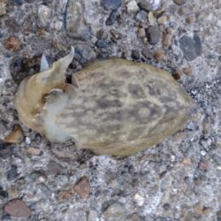 やっぱりコウイカ