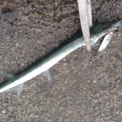 ダツとエソ