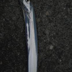 爆風の中の刀狩り