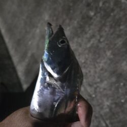 連夜の刀狩り