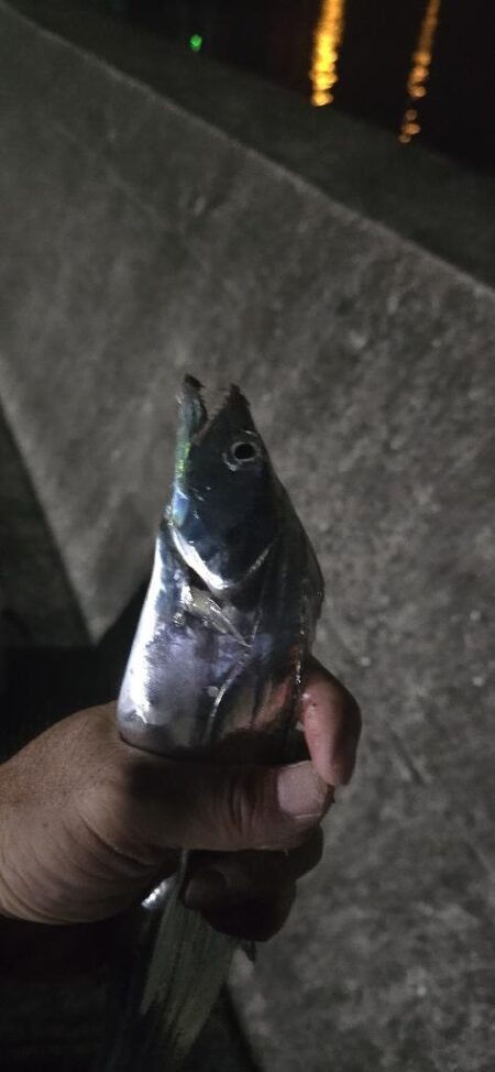 連夜の刀狩り