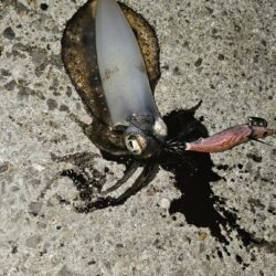 秋イカ開始