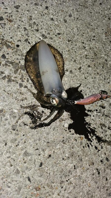 秋イカ開始