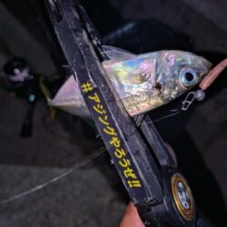 近所で豆アジング