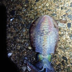 雨でも釣れる17センチ