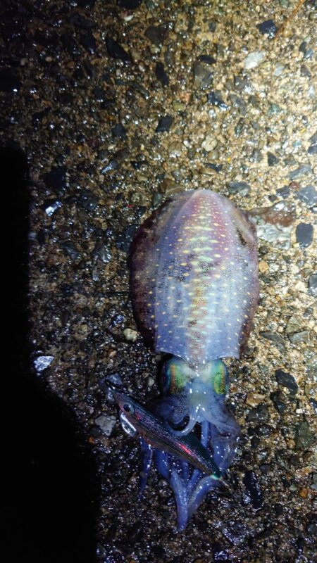 雨でも釣れる17センチ