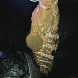 アコウ（キジハタ）狙い🎣