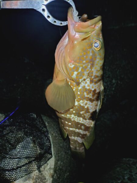 アコウ（キジハタ）狙い🎣