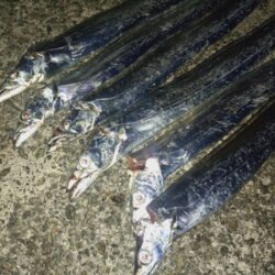 太刀魚狩り🎣