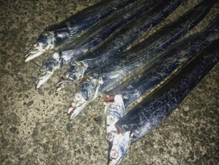 太刀魚狩り🎣