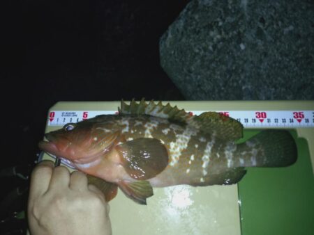 懲りずにアコウ狙い🎣